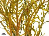 Dettaglio delle ramificazioni primarie